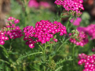 Pretty dark pink Achillea millefolium flowers in a garden