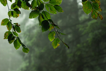 Leaves contrasted in a rainy day into the forest
