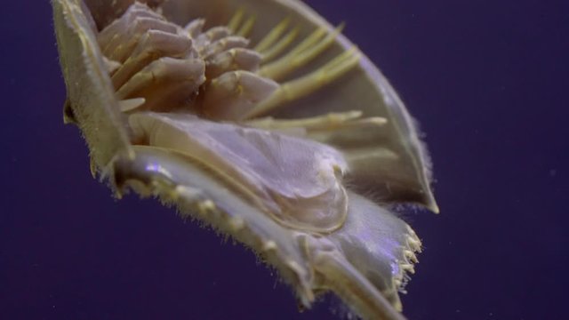 Horseshoe Crab swimming in the water Close-up.