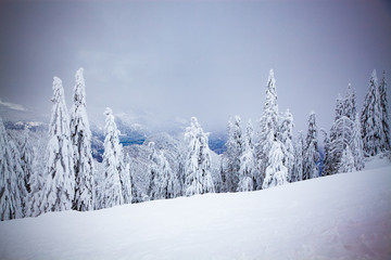 magical winter landscape with snowy firs in the mountains