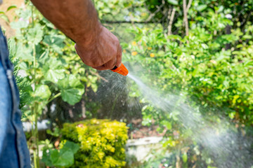 Watering plants in the garden, irrigating the soil. Garden work. The man is watering plants in the garden.