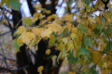 autumn leaves with raindrops in the rain in the wind