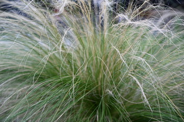 feather grass, flower