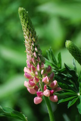 Lupine