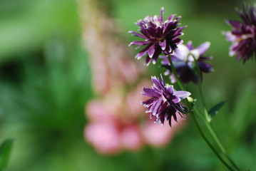 Gartenimpression pink lila