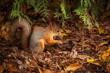 Naklejka na ściany i meble squirrel in the forest under a tree sits and nibbles a nut, fluffy tail, stocks for the winter