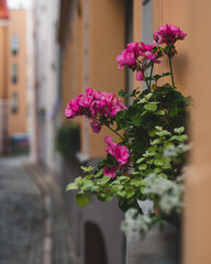 flowers on a street in Riga