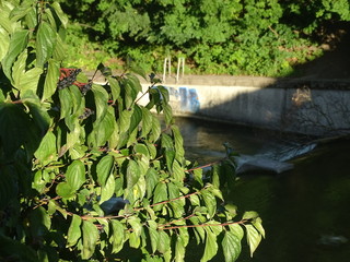 Maximiliansbrücke München über Isar Isarkanal