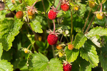 wild strawberry in sun light leafs and berries