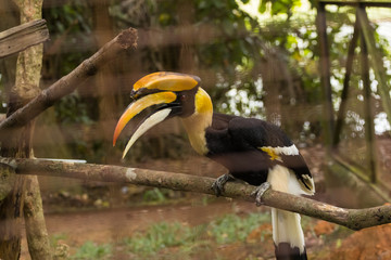 great Hornbill bird in zoo at malaysia