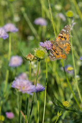 Beautiful butterfly feeding on a bright pink flower closeup. Macro butterfly against blue sky. Butterfly on a spring flower among the field. vertical photo