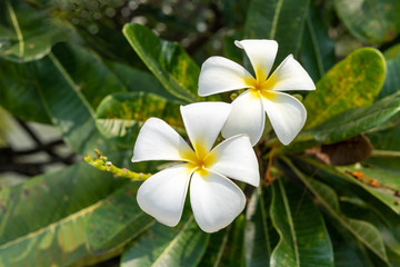 Fototapeta na wymiar Beautiful white double-layered flowers on the branches