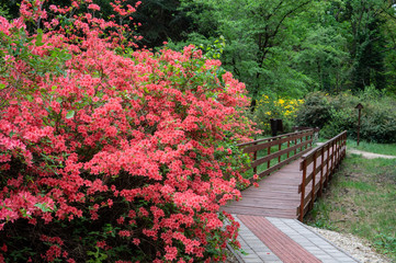 Rododendrons blossom in an hungaian Country garden forest in Jeli arboretum botanical garden