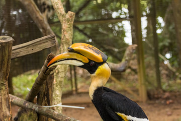 great Hornbill bird in zoo at malaysia