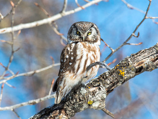 Boreal Owl in Minnesota