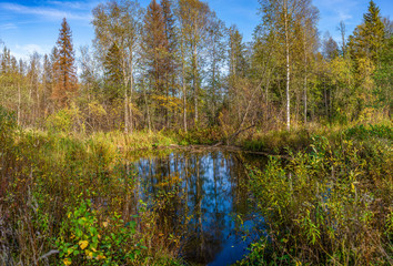 Obraz premium A small forest lake with grassy banks.