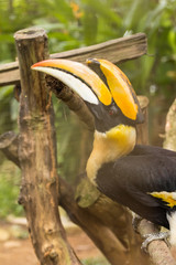great Hornbill bird in zoo at malaysia