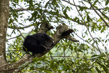 closeup shot of monkey in nature