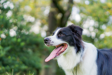 犬　ボーダーコリー　花