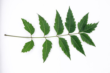 Green Neem Leafs
