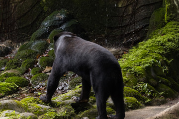 Obraz na płótnie Canvas Wild Black Bear in zoo malacca, malaysia