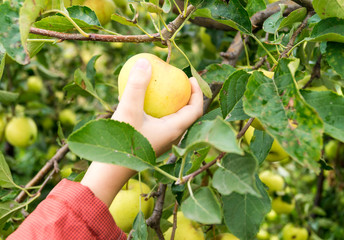 child's hand, child picks an apple from a branch