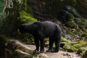 Wild Black Bear in zoo malacca, malaysia