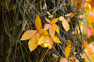 Yellow leaves of wild grapes on the background of autumn bare tree branches