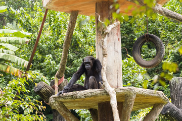 closeup shot of monkey in nature