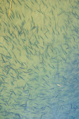 Flock of small fish in a lake