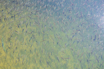 Flock of small fish in a lake