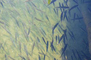 Flock of small fish in a lake