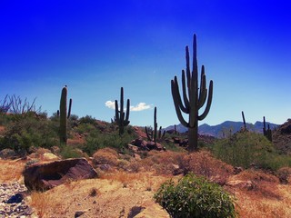 Saguaro Cactus