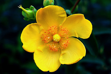 Yellow flower with five petals in a summer garden