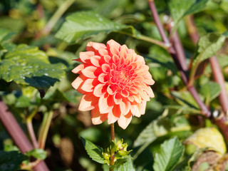 Dahlia | Beautiful decorative dahlia pompon or ball flower with magnificent rot and orange with yellow  blunt petals slightly rounded at their tips