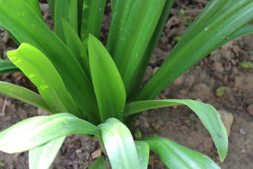 Garden Plant Long Green Leaf