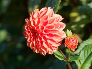 Dahlia | Beautiful decorative dahlia pompon or ball flower with magnificent rot and orange with...