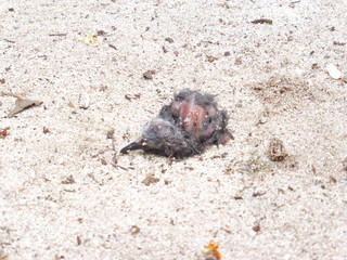 Dying baby bird
