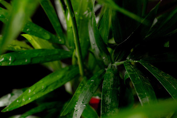 dark moody tropical leaves of the hamedorea parl plant on dark background