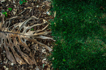border between green grass and sawdust
