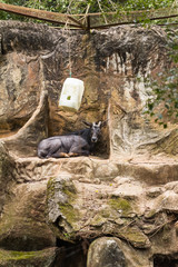 closeup view of deer in zoo malacca, malaysia