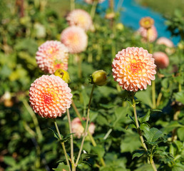 Dahlia | Beautiful decorative dahlias pompon or ball flowers with magnificent salmon-pink blunt petals slightly rounded at their tips or ball-shaped and slightly flattened at face 