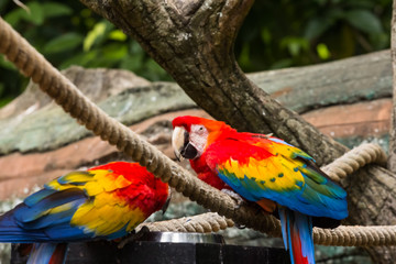 Blue-yellow macaw parrot portrait