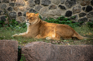 Fototapeta na wymiar lioness in the Kiev zoo