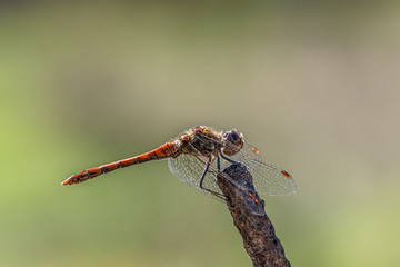dragonfly on a branch