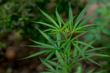 home growing marijuana plant for health 