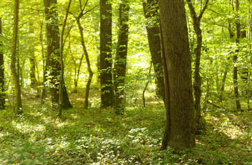 Fototapeta na wymiar Trees in Belgrad Forest in Istanbul Turkey. Selective focus on front.