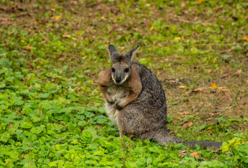 Naklejka na ściany i meble little kangaroo on green grass