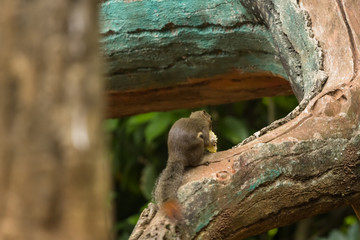 closeup shot of squirrel in nature