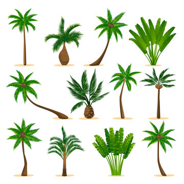 Tropical palm trees set, isolated on white background. Vector flat cartoon illustration. Jungle plants design elements.